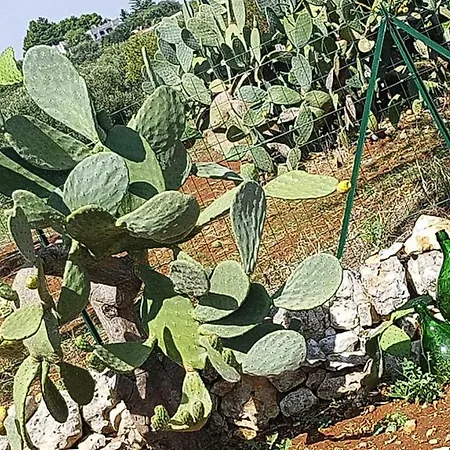 Trullo Ostuni - Iap021036-Fyc Сasa de vacaciones *